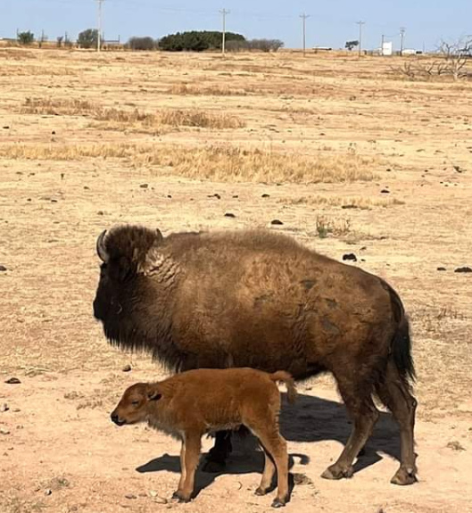 Buffalo calf born at Ned Houk