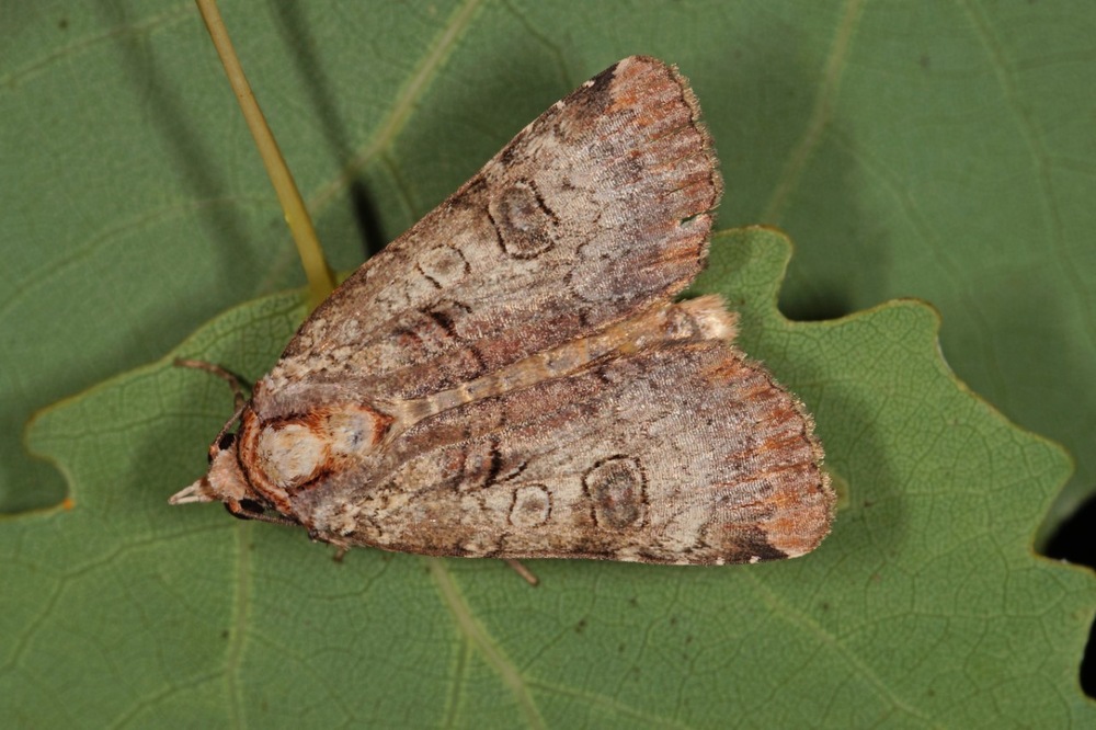 Miller moth season in area won't last much longer The Eastern New